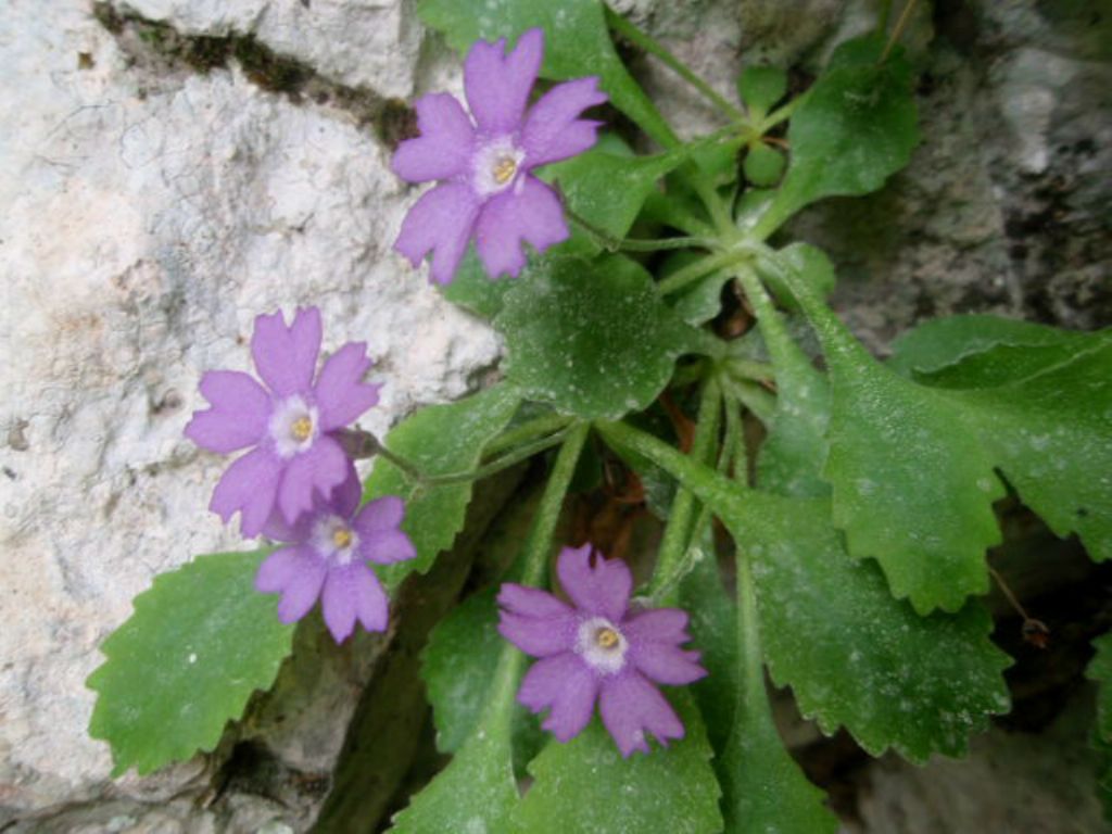 In Val d''Ancogno ad ammirare la Primula albenensis